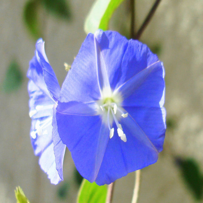 Jacquemontia-Creepers & Climbers