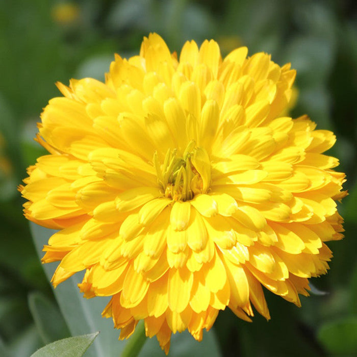 Calendula Yellow- SEASONALS