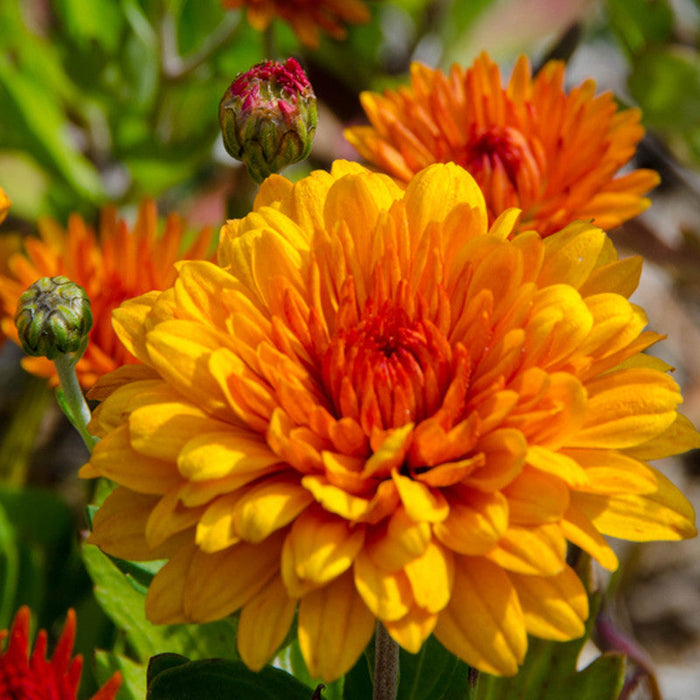 Chrysanthemum Orange - SEASONALS