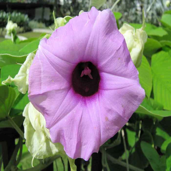 Elephant Creeper-Creepers & Climbers