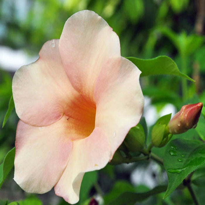 Allamanda biscuit - Flowering Plants