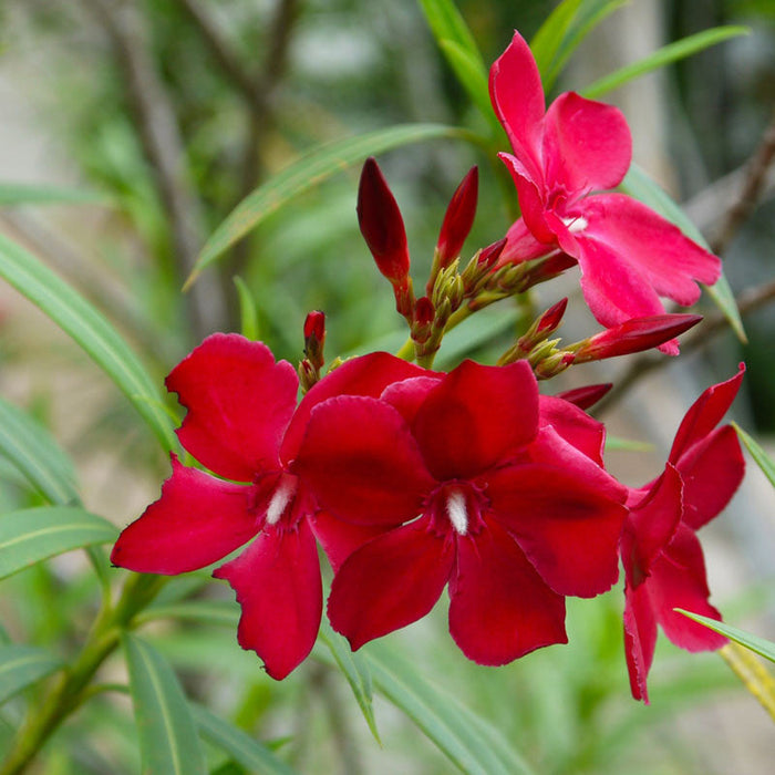 Nerium mini Red Single - Flowering Shrubs