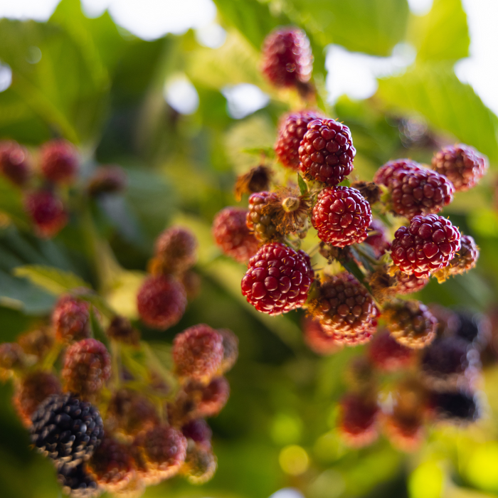 Mulberry - Fruits Plant & Tree