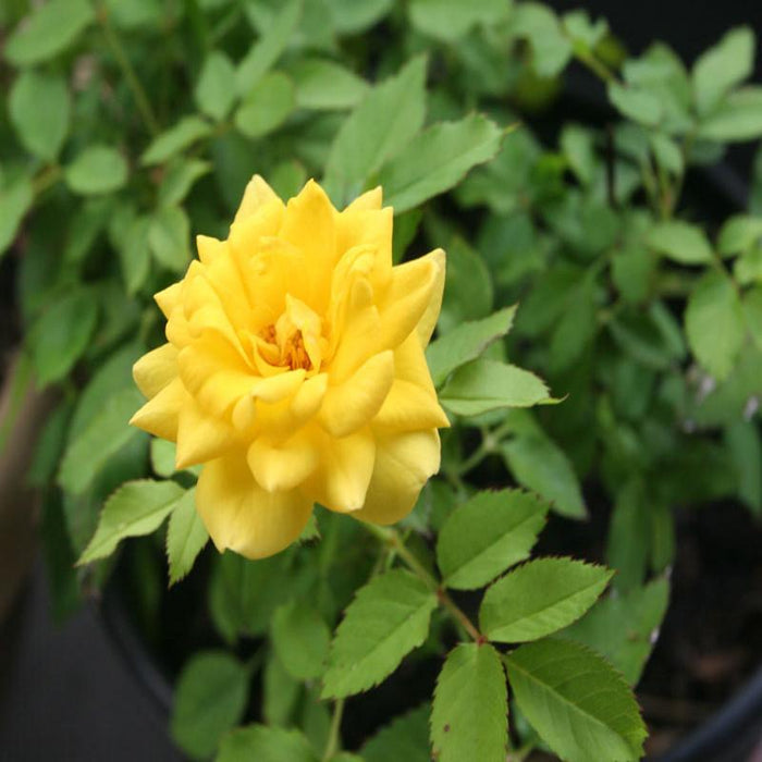 MINIATURE ROSE YELLOW - Flowering Shrubs