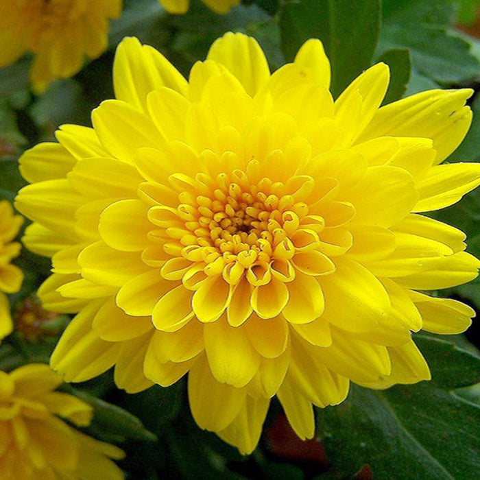 Chrysanthemum Yellow - Seasonal  Plants