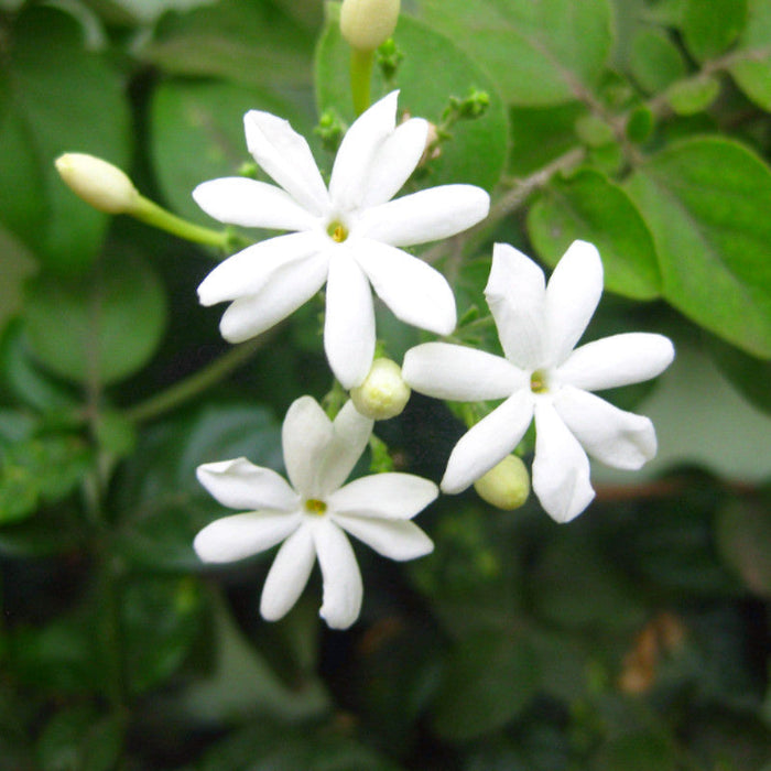 Juhi/Jasminum Auriculatum - Creepers & Climbers