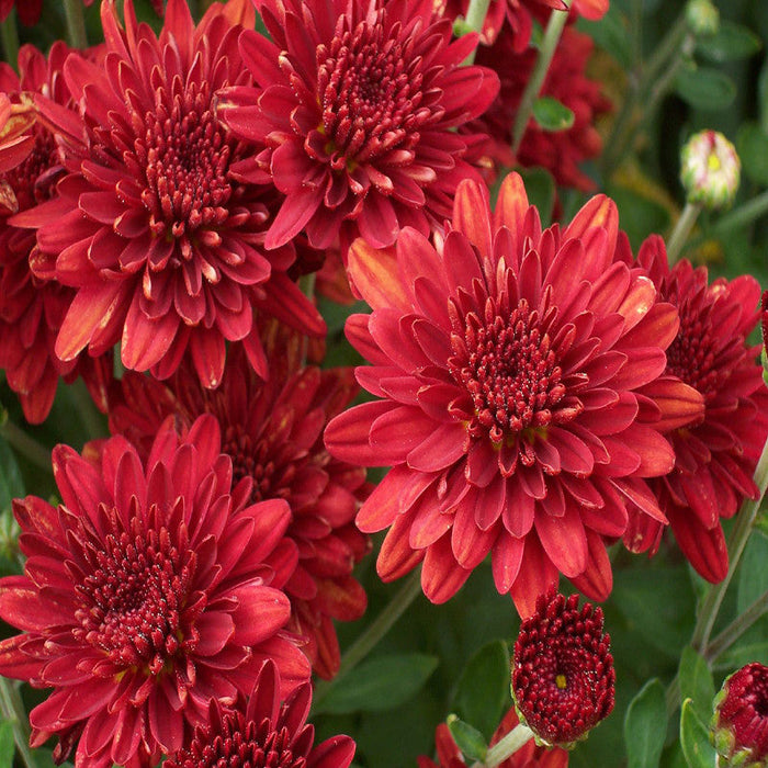 Chrysanthemum Red - SEASONALS