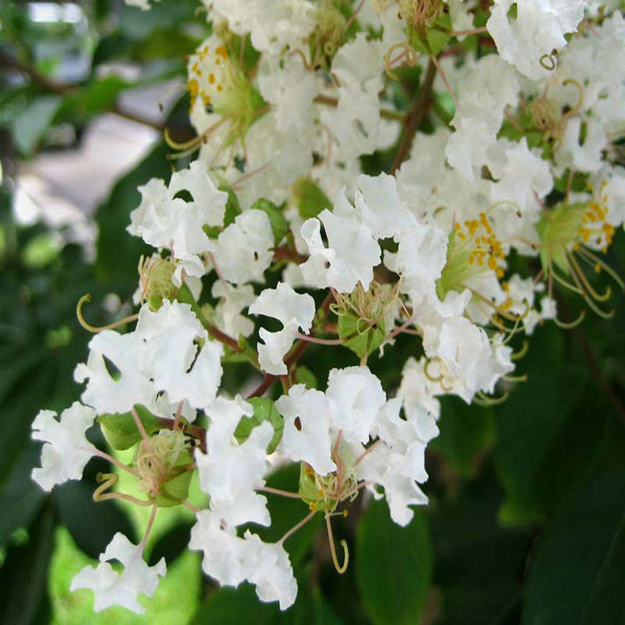 Lagerstroemia White / Crepe Myrtle White - Avenue Trees