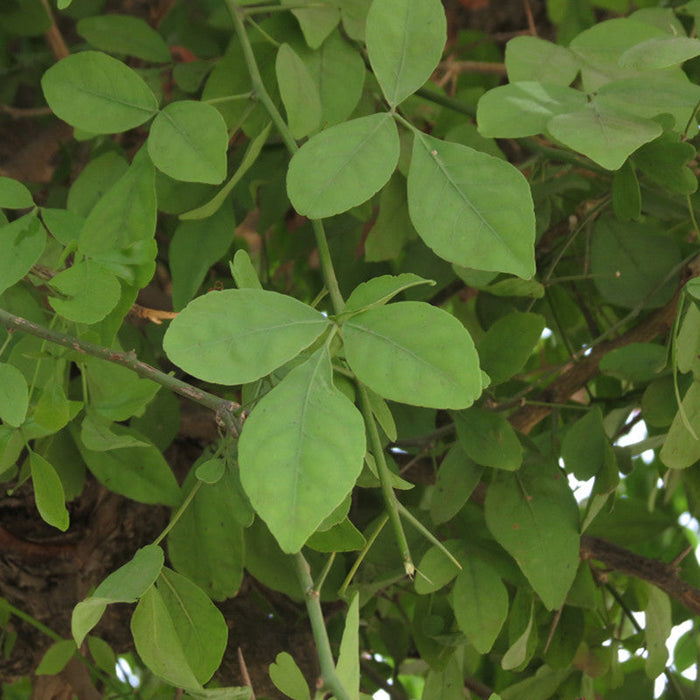 Bilva/Bael/Aegle marmelos - Fruit Plants & Trees