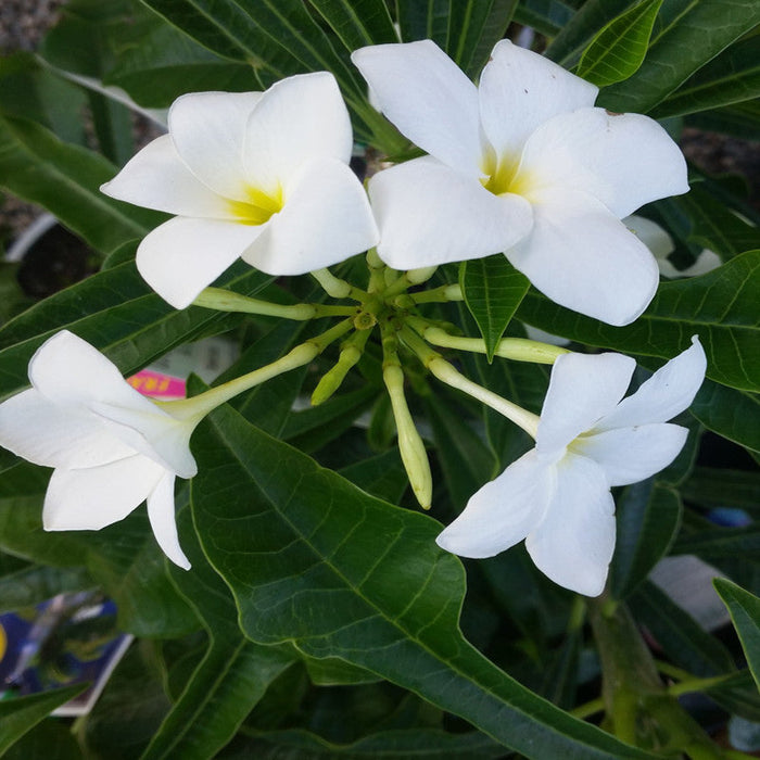 Plumeria pudica/Wild Plumeria - Flowering Shrubs