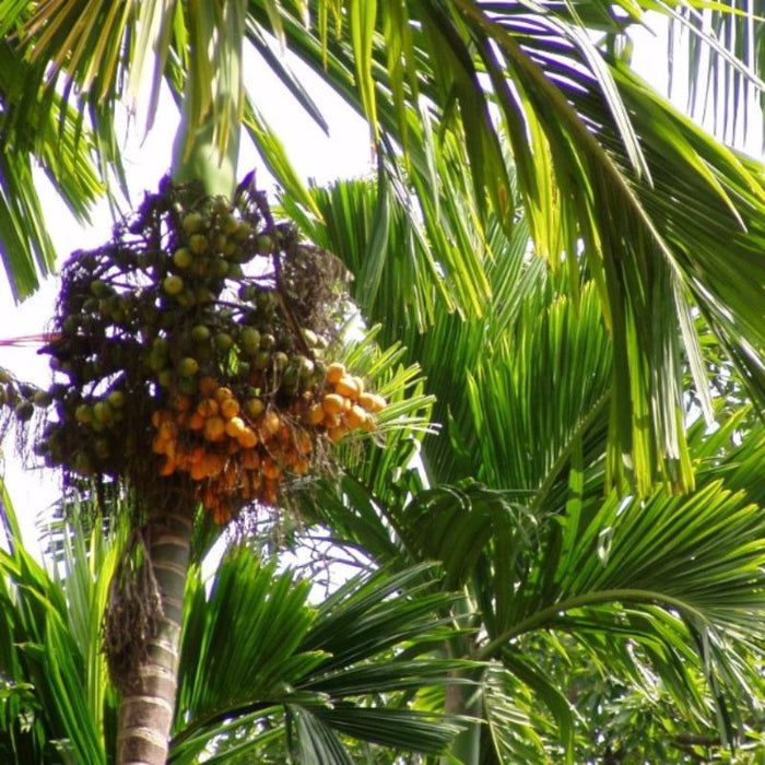 Betel Nut/Areca Nut - Fruit Plants & Tree