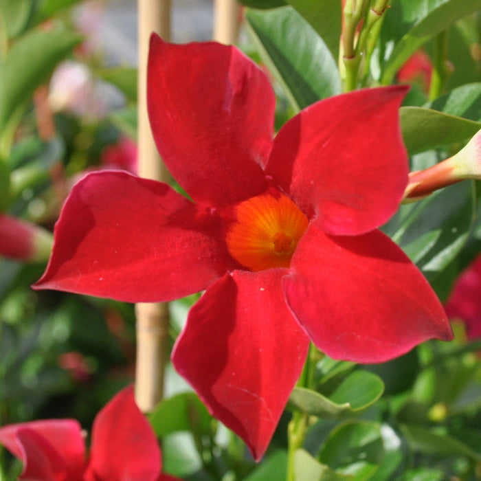 Mandevilla Red Single - Creepers & Climbers