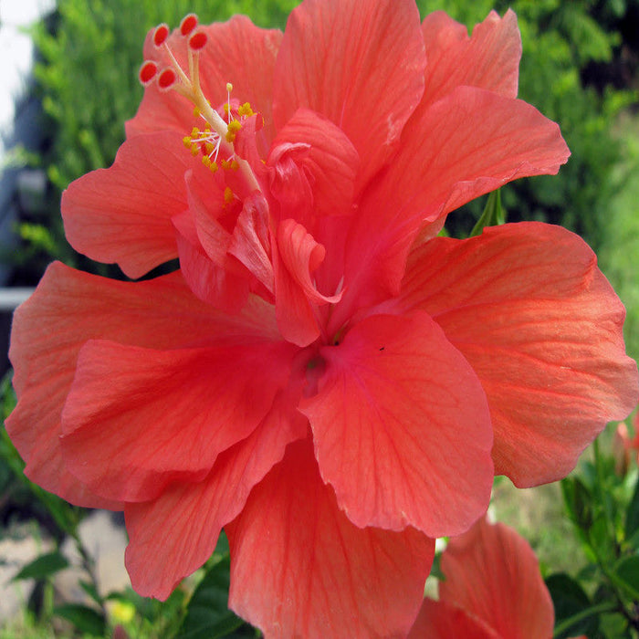 Hibiscus Red DOUBLE - Flowering Shrubs