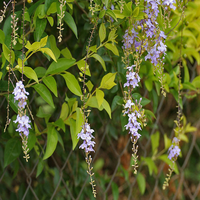 Golden Duranta - Ornamental Shrubs