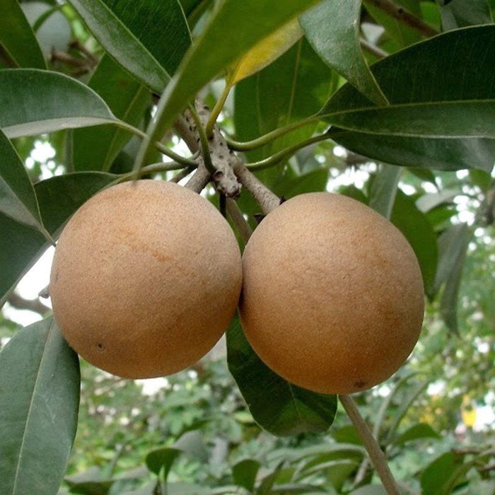 Chikoo-Kalapatti(Grafted)- Fruit Plants & Tree