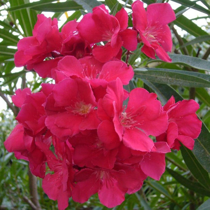 Nerium Red Double - Flowering Shrubs