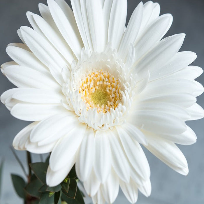 Gerbera Plant White -  Top Bed Room