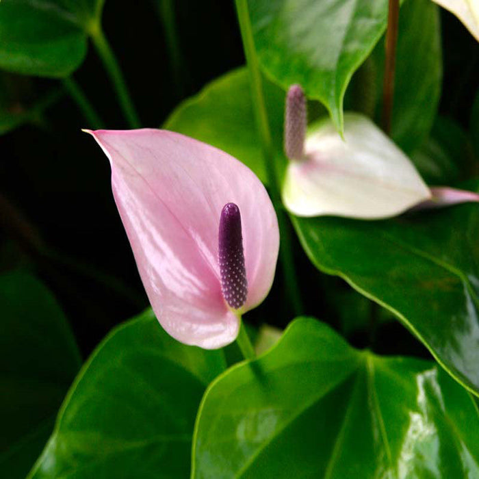 Anthurium Andreanum Violet - Gift Plants