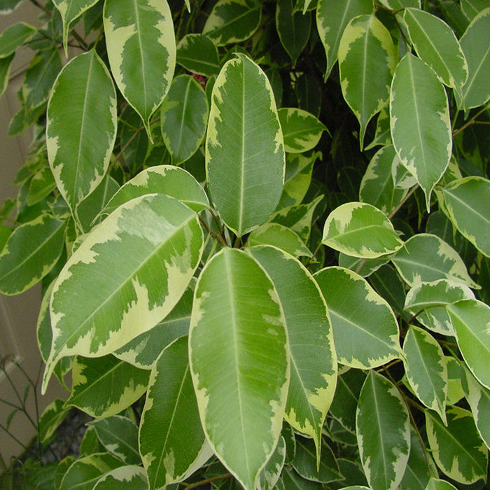 Ficus Bushy King- Ornamental Shrubs