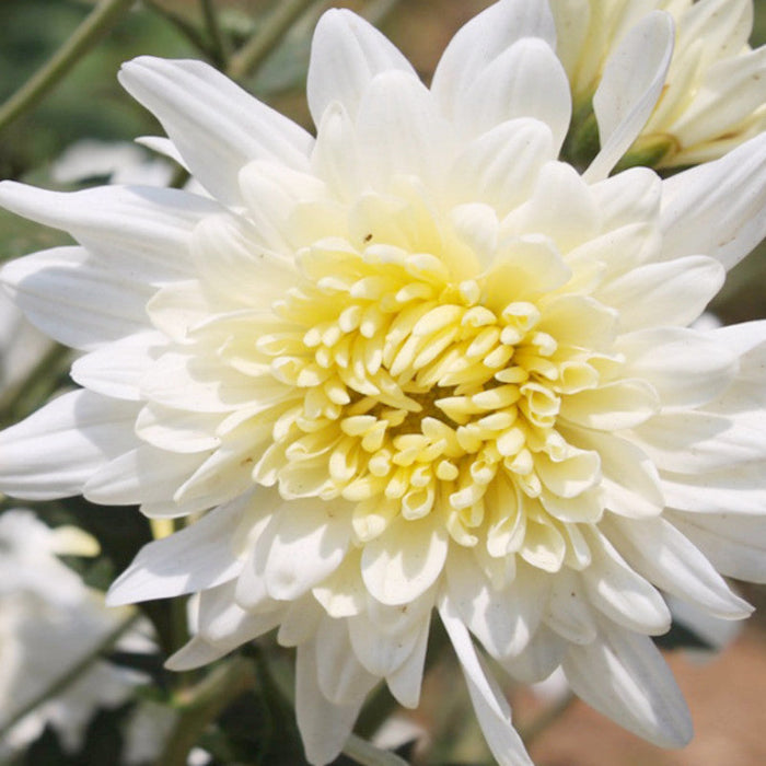 Chrysanthemum White - SEASONALS