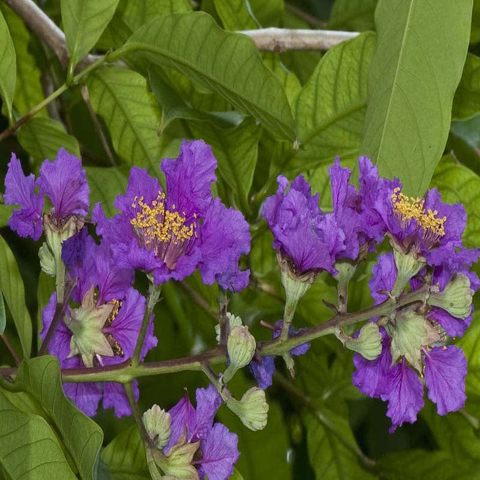 Lagerstroemia Purple / Crape Myrtle Purple - Avenue Trees