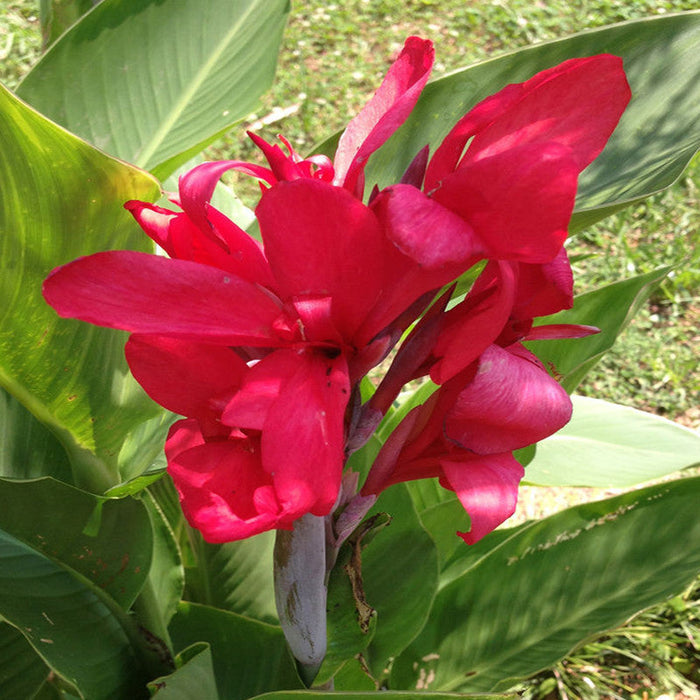 Cannas Dwarf Red - Flowering Plants