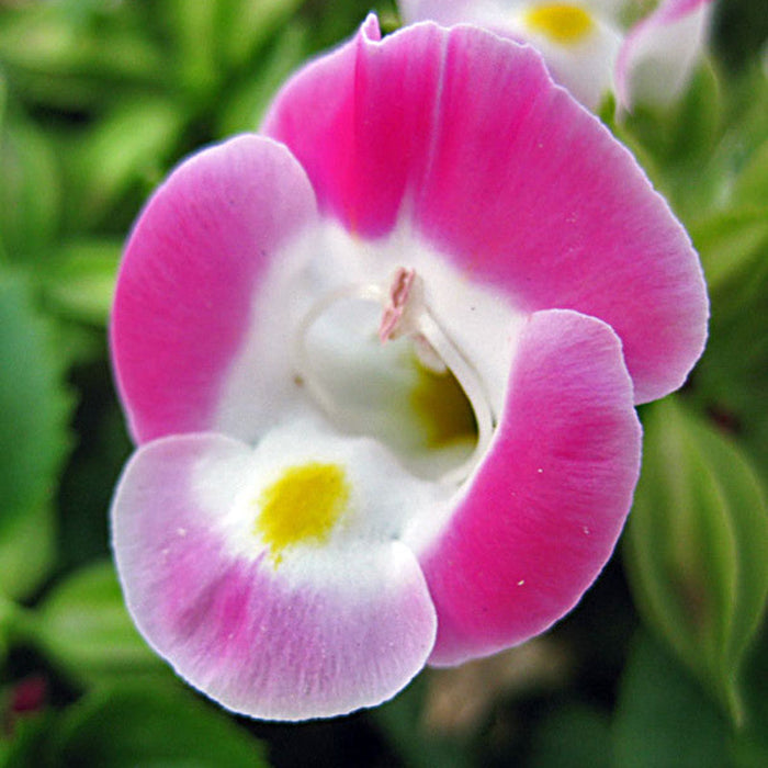 Torenia Pink- SEASONALS