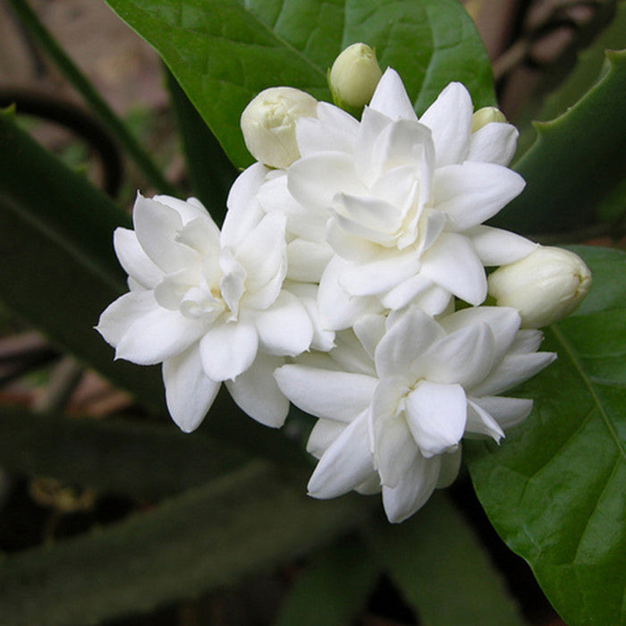 Jasmine Mini/Mogra - Flowering Shrubs