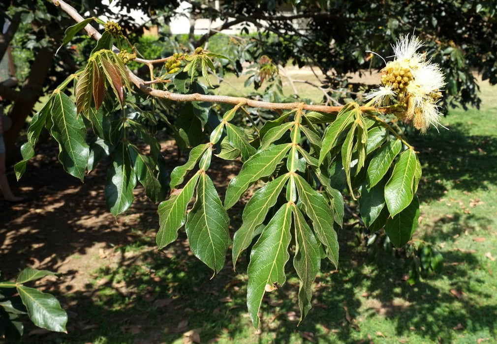 Ice cream bean - Fruit Plant & Tree