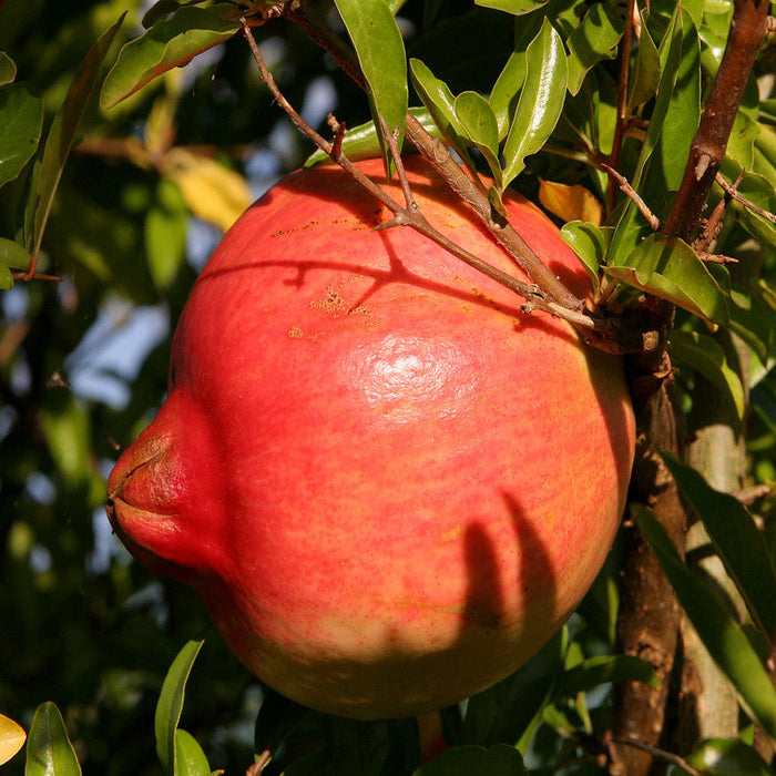 Anar Ganesh- Fruit Plants & Tree