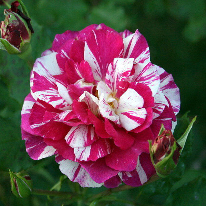 Julio Rose/Osiria Candlestripe Rose - Flowering Plant