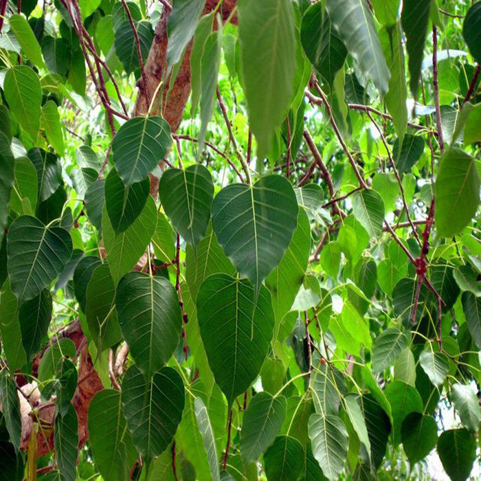 Ficus Religiosa/Peepal Tree - Avenue Trees