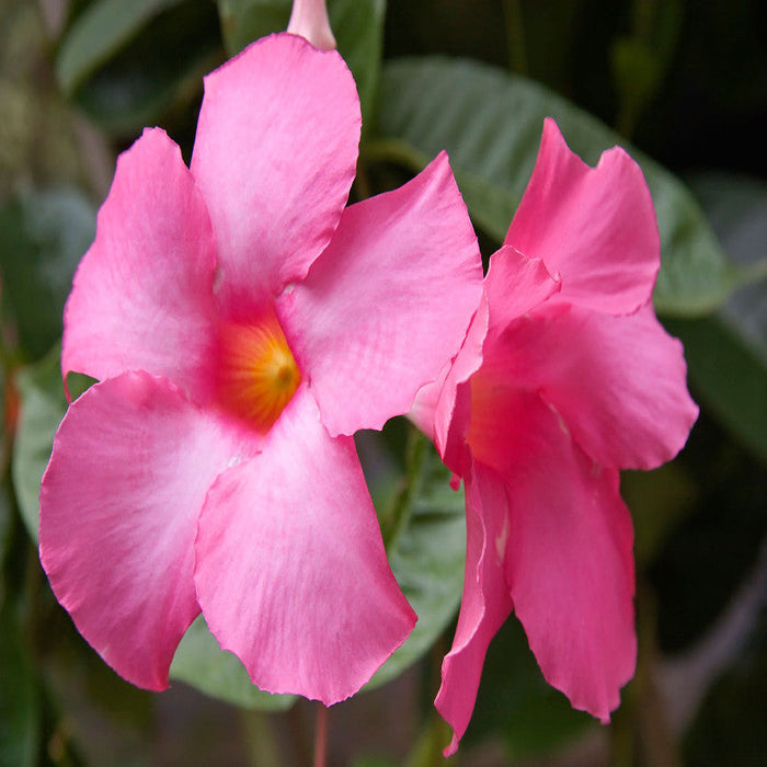 Mandevilla Pink Single - Creepers & Climbers