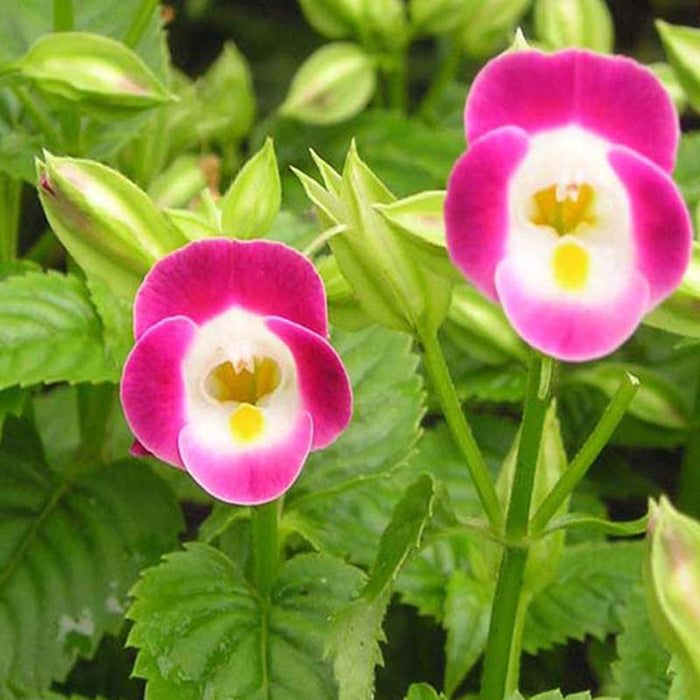 Torenia Pink- SEASONALS