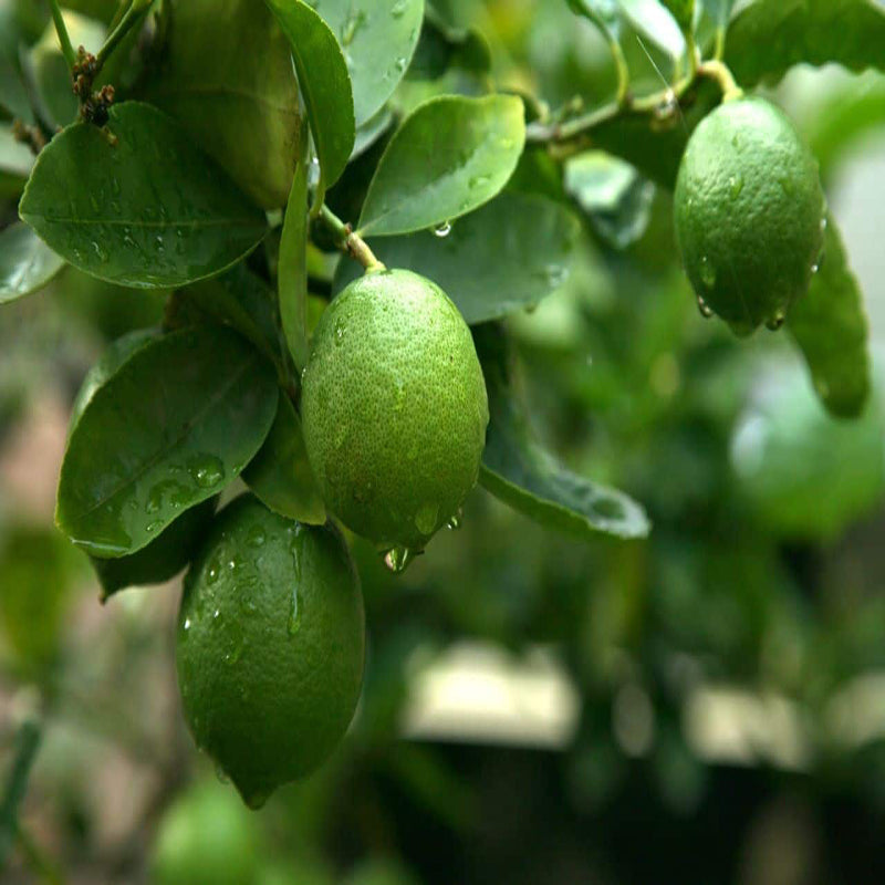 Fruit Plants