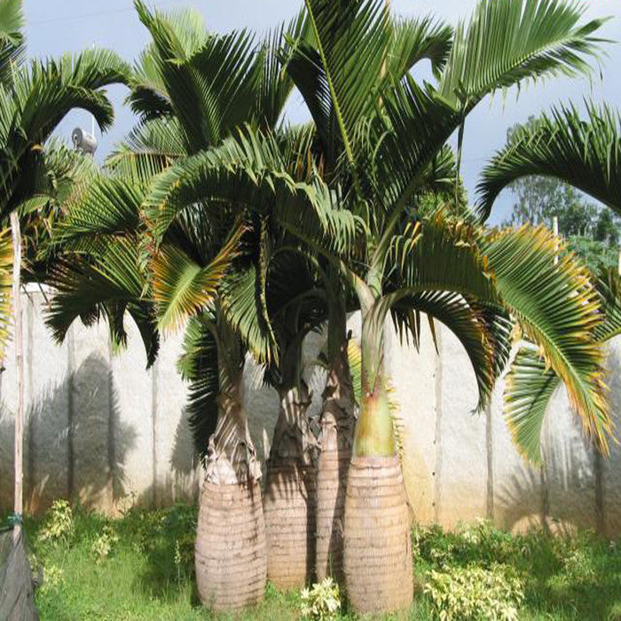 Champagne Palm - Palms