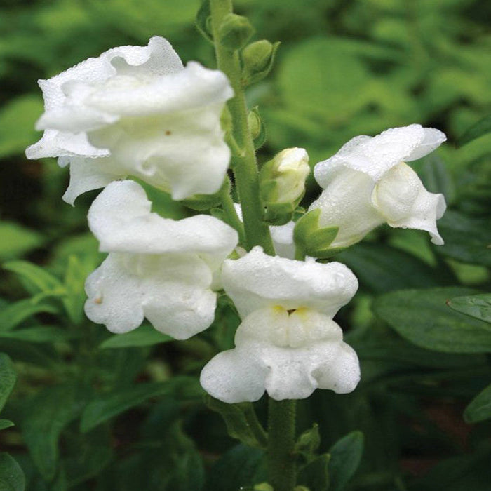 Antirrhinum White- SEASONALS