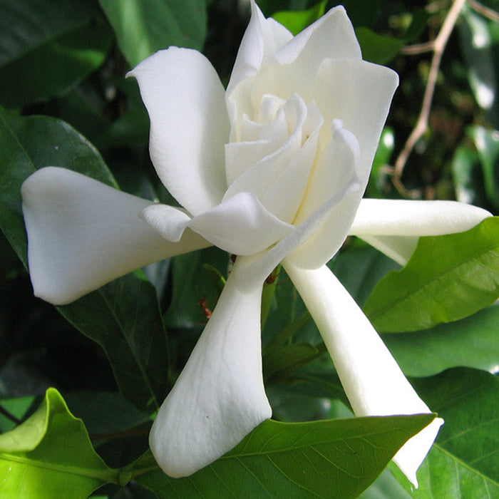 Gardenia/Jasmine Rose Regular - Top Perfuming - Fragrant Plants