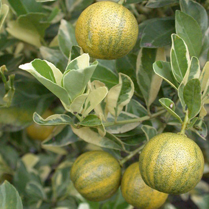 Table Lemon Varigata- Fruit Plants & Tree