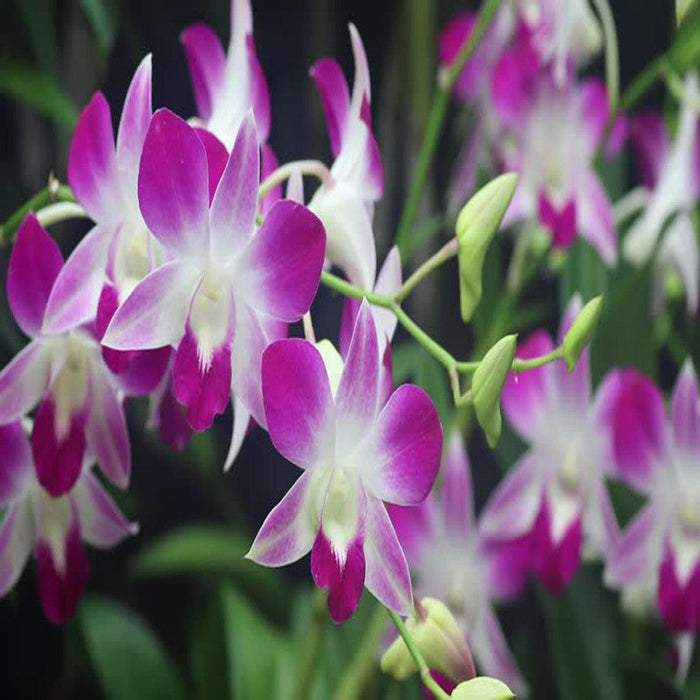 Dendrobium Orchid- Purple- Flowering Plants