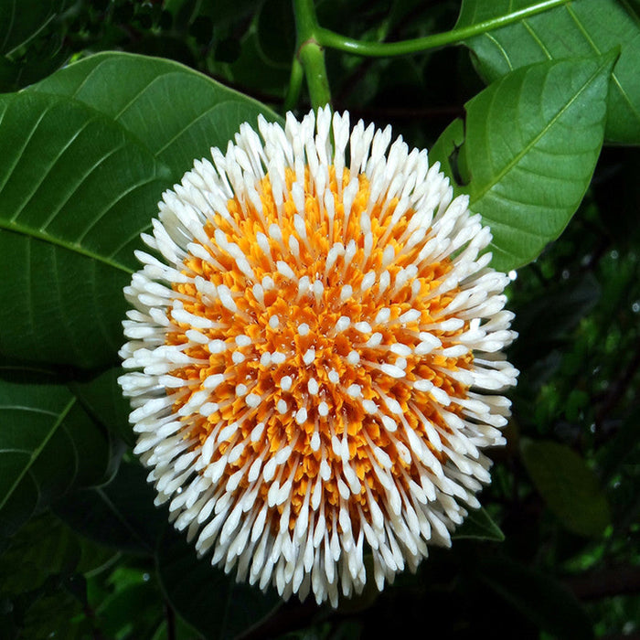 Kadamba / Neolamarckia cadamba - Avenue Trees