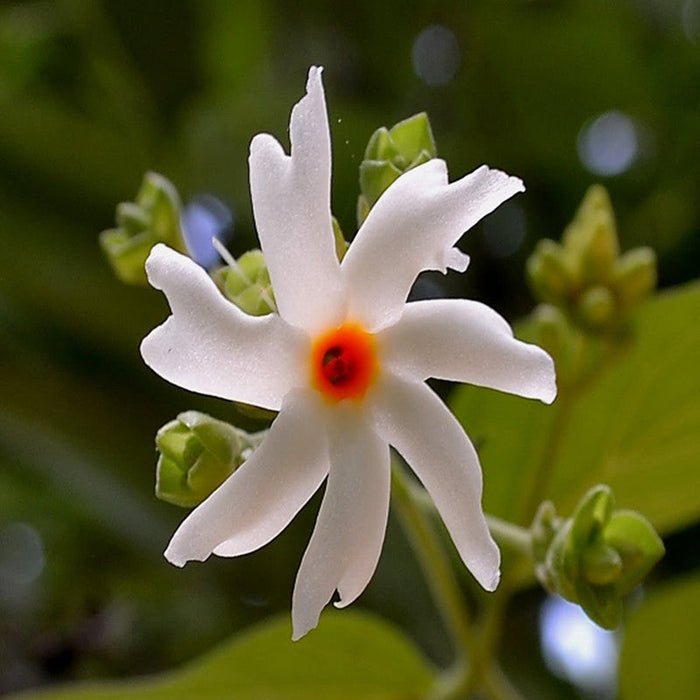 Coral Jasmine / Parijatham - Top Perfuming Plants