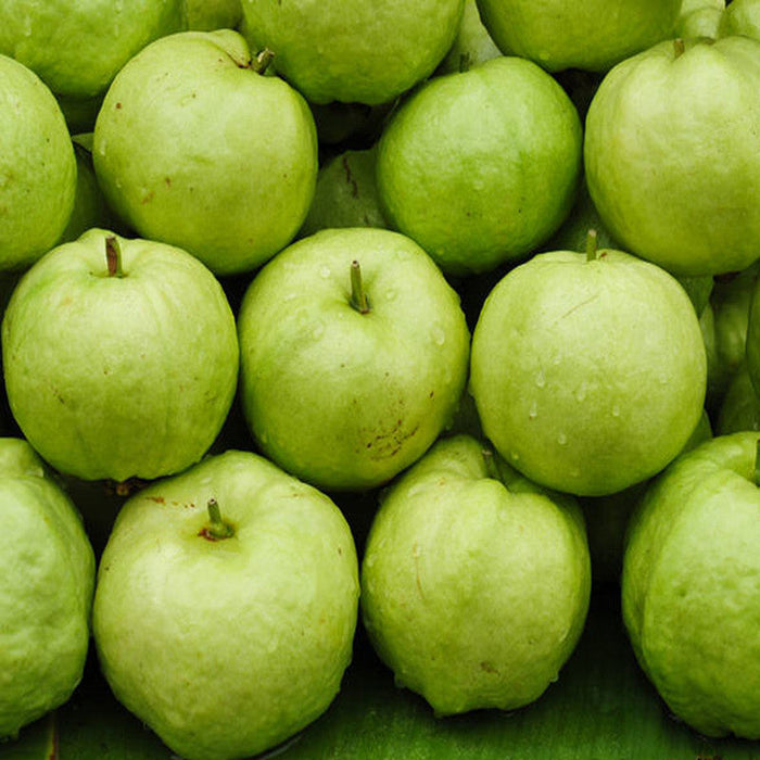 Guava-Lucknow-49(Air Layered Plant) - Fruit Plants & Tree