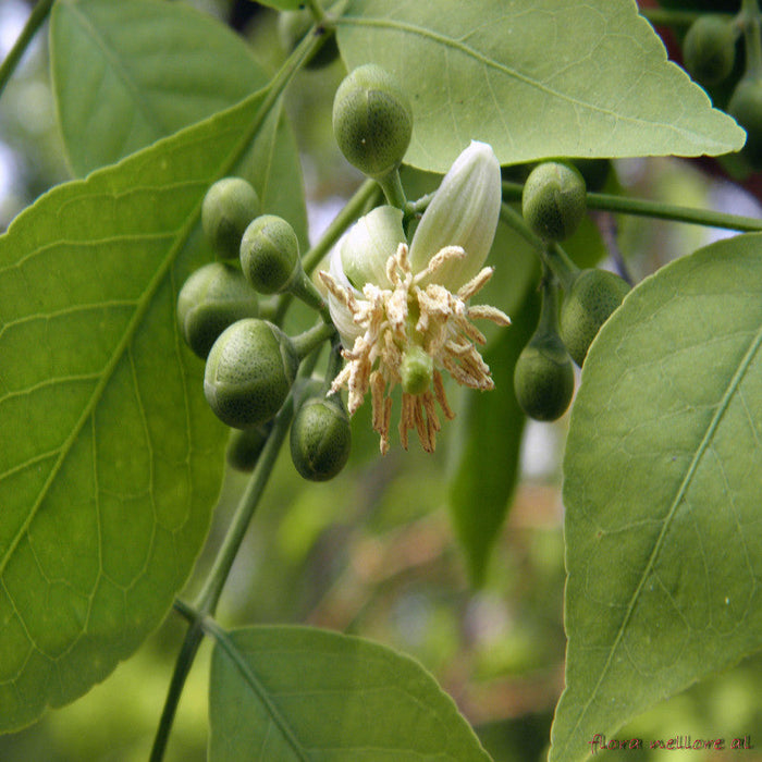 Bilva/Bael/Aegle marmelos - Fruit Plants & Trees