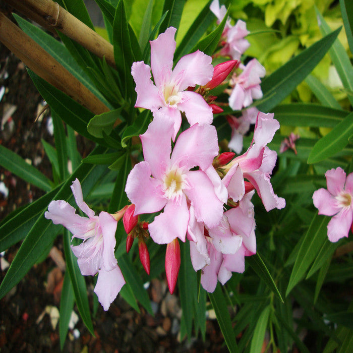 Nerium mini Pink Single - Flowering Shrubs