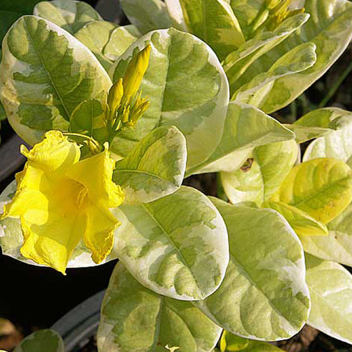 Allamanda Yellow Variegata- Creepers & Climbers