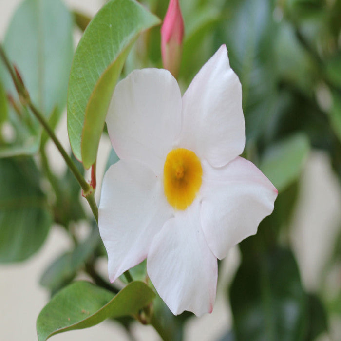 Mandevilla White Single - Creepers & Climbers