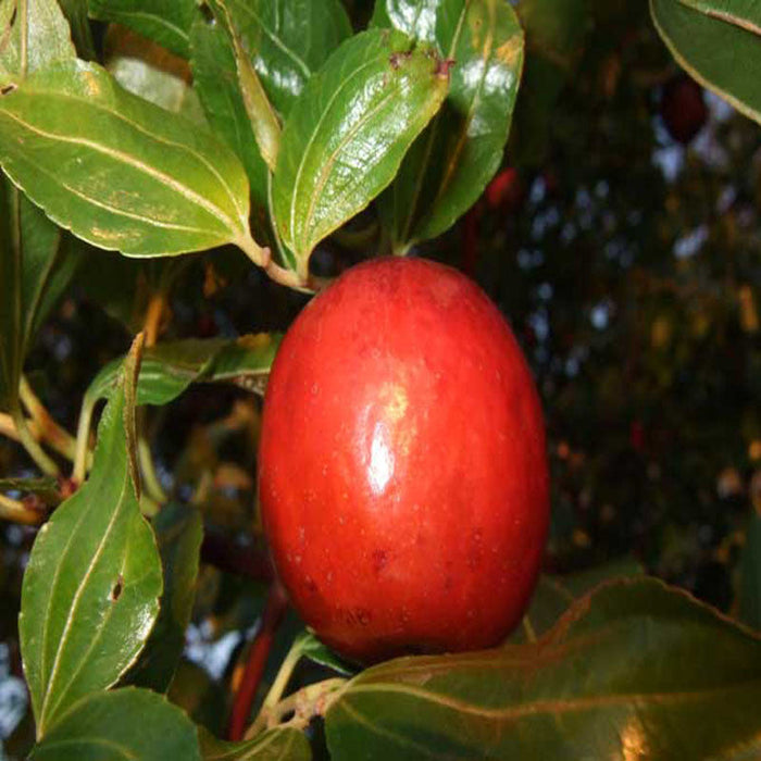 Indian Jujubee/Indian Ber - Fruit Plants & Tree