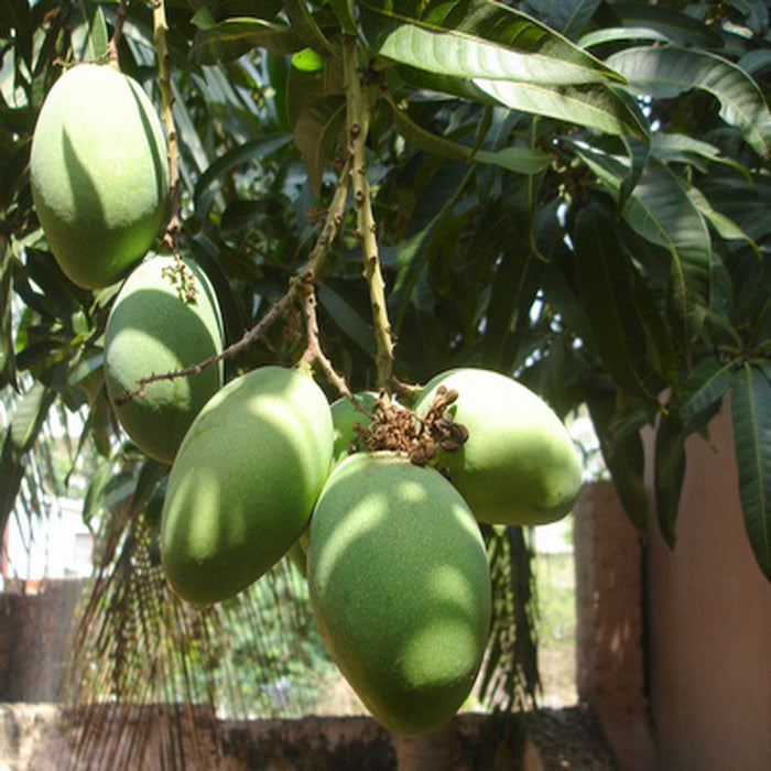 Mango Kothapalli kobbari(Grafted)- Fruit Plants & Tree