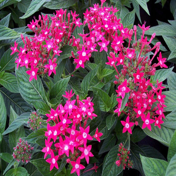 Pentas Dark Pink - Flowering Plants